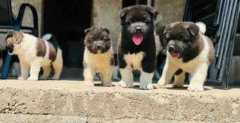 Americká Akita - 7