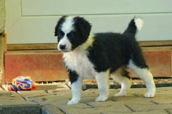 Šteniatka Border Kólia - 7