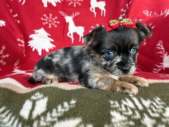 Biewer yorkshire terrier - 7