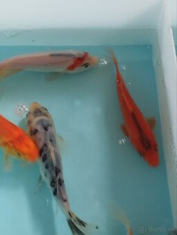 Jazierkové ryby - koi kapre - 7