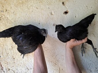 Ayam cemani - 7