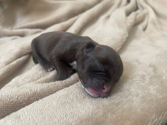 American bully POCKET - 7