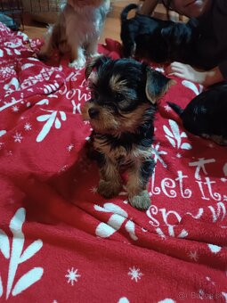 Yorkshirsky teriér - 7