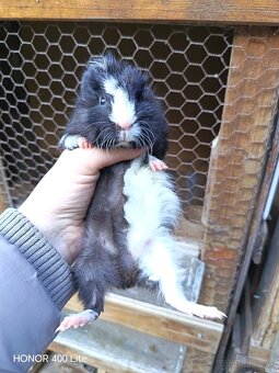 Morské prasiatka - 7