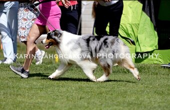 Australsky ovciak - Krytie, PP - 7