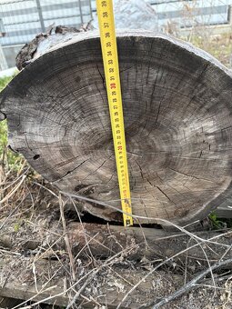 Čerešnove drevo - 7