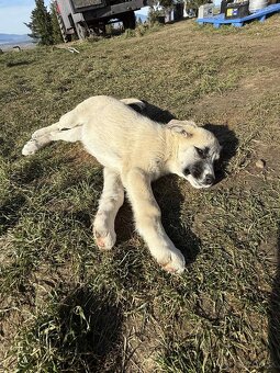 Predám šteniatka kangaly - 7