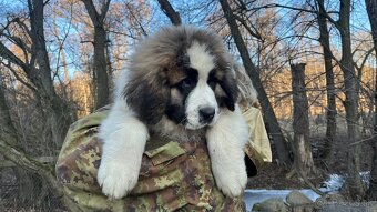 Štenata Moskovsky strážny pes - 7