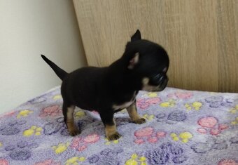 Čivava mini psík krátkosrsty - 7