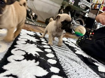 Mops Mopslik - 7