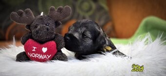 Bradáč malý - korenie, soľ - 7