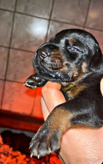 DOBERMAN ŠTENIATKA S FCI PP - 7