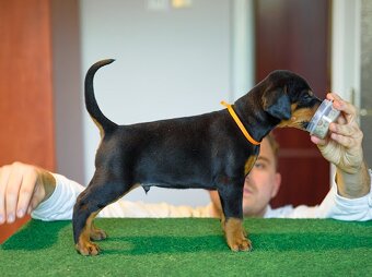 DOBERMAN ŠTENIATKA S FCI PP - 7