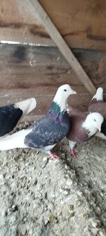 Birminghamske Kotrmeliaky - 7