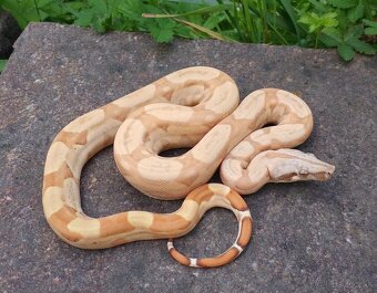 Boa imperator - Scoria Paradigm, IMG Arctic, IMG Paradigm - 7