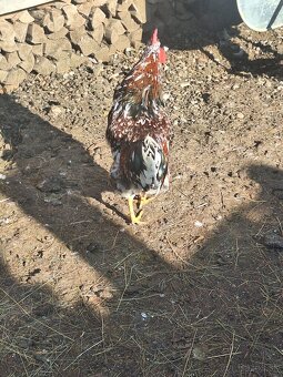 Predám mladých kohutov - 7