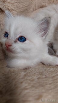Ragdoll holčička blue bicolor k REZERVACI - 7
