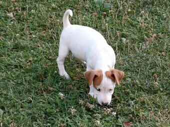 Jack russel teriér - 7