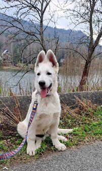 Biely švajčiarsky ovčiak s PP - 7