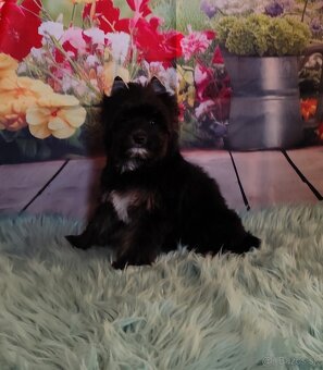 Yorkshire terrier - 7