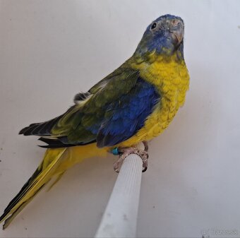 Neoféma tyrkysová žltobruchá - 7