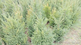 Tis, Taxus, červienka tuja-Nitra a okolie - 7