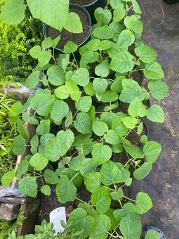 Paulownia Tomentosa rýchlorastúci strom - 7