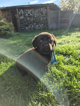 Šteniatka labrador a hnedá suka IHNEĎ - 7