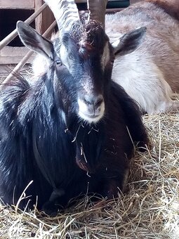 Kozliatka capkovia - 7