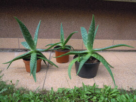 Aloe vera - rastlina v kvetináči, zemina s mykorízou - 7