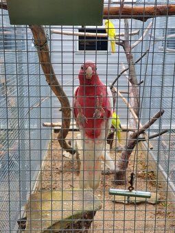 Kakadu ruzovy lutino,horsky/lutino - 7