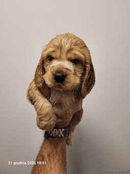 Anglický kokeršpaniel s rodokmeňom PL - 7
