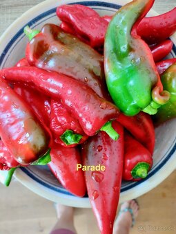 Predám semienka papriky - 7