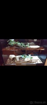 Python regius (Pytón Kráľovský) párik + tera - 7