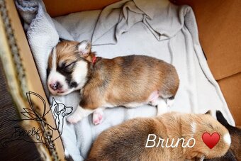 Welsch corgi pembroke - 7