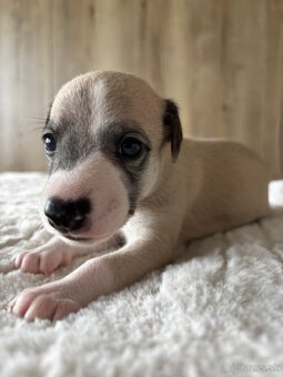 Šteniatka Vipet / Whippet - 7