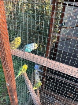 Andulky z volieri - 7