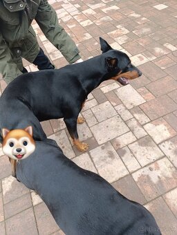 Prijmem rezervácie  na steniatka doberman - 7