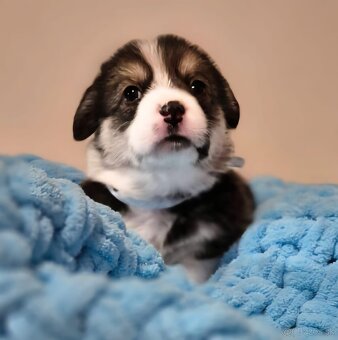 Welsh corgi pembroke - 7