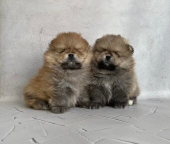 Pomeranian mini - 7