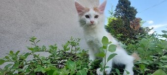 Mainska myvalia, Mainne coon,Mco - 7