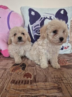 Maltipoo - 7