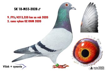 Poštove holuby - 7