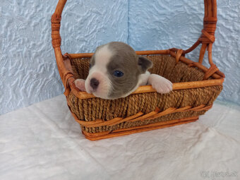 Boston ,Bostonský terrier - 7