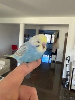 Andulka Maznačik - 7