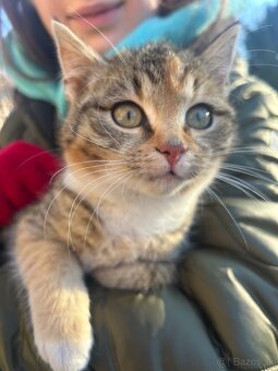 Maciatka darujem - 7