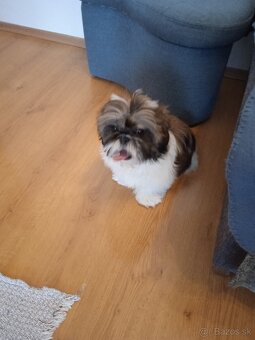 Shi-tzu - 7
