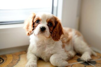 Cavalier King Charles Španiel - 7