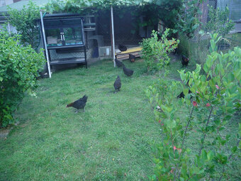 Marans a Leghorn - 7