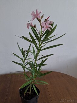 Oleander - 7